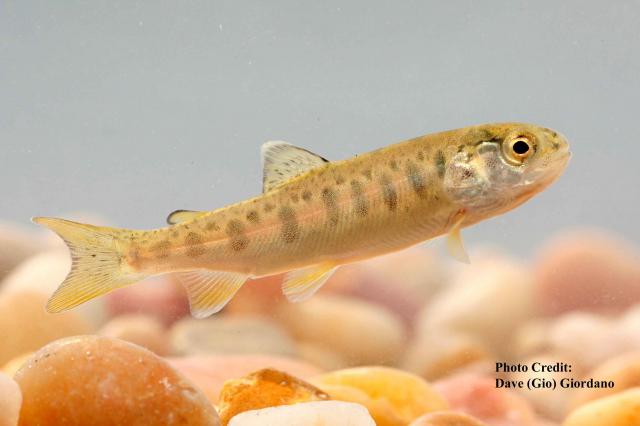 Rainbow_trout_redband_fry_1.jpg