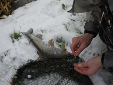 grayling2.jpg