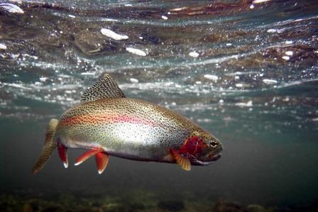 rainbow-trout-photo-51.jpg