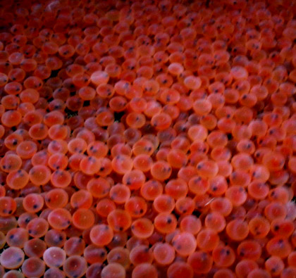 trout-eggs-copy.jpg