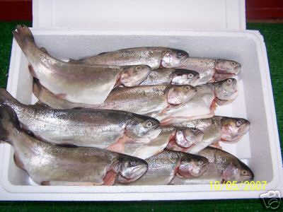 trout.jpg