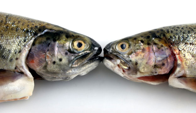 trout_fresh_fish_how_to_tell_large.jpg